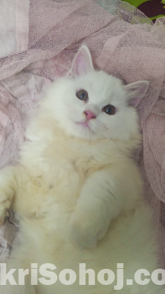 Persian cat emergency sell